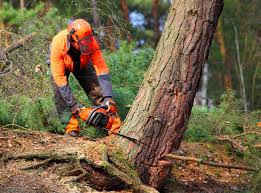 How Our Tree Care Process Works  in  Frankfort, MI